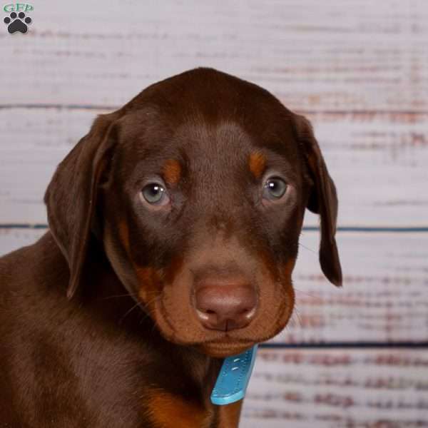 Jackson, Doberman Pinscher Puppy